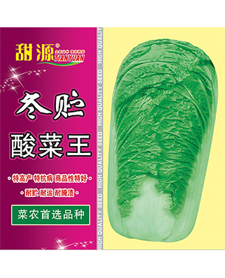 冬贮酸菜王包心