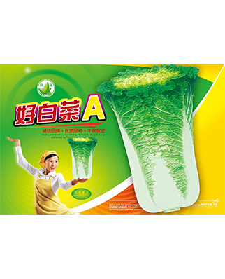 好白菜-A