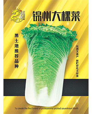 锦州大棵菜