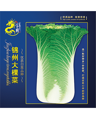 锦州大棵菜2014