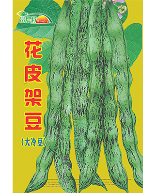花皮架豆王